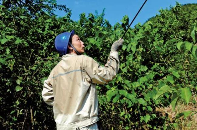 国家电网员工有多少