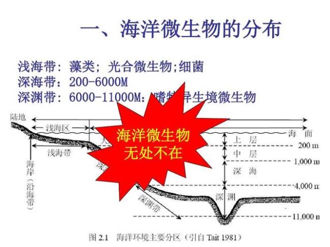 海洋微生物有哪些