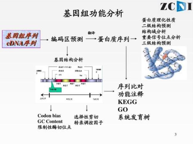 原核生物基因表达的场所