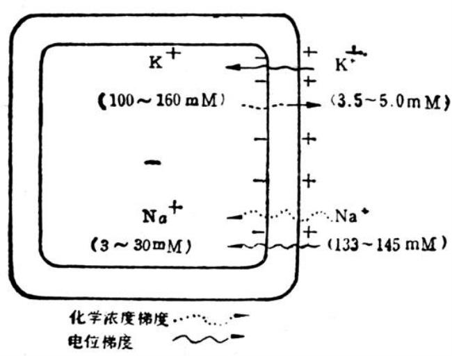 为什么钠泵活动增强发生超极化