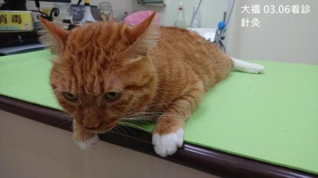 小猫来了大猫排便困难了怎么办