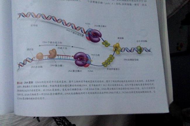 利用DNA复制原理的技术有哪些