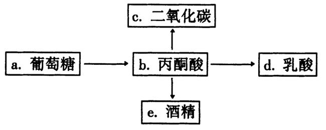 1分子丙酮酸彻底氧化产生多少水