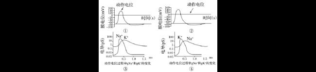 兴奋电位是什么原因引起的