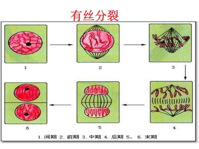 减数第二次分裂为哪几个四期