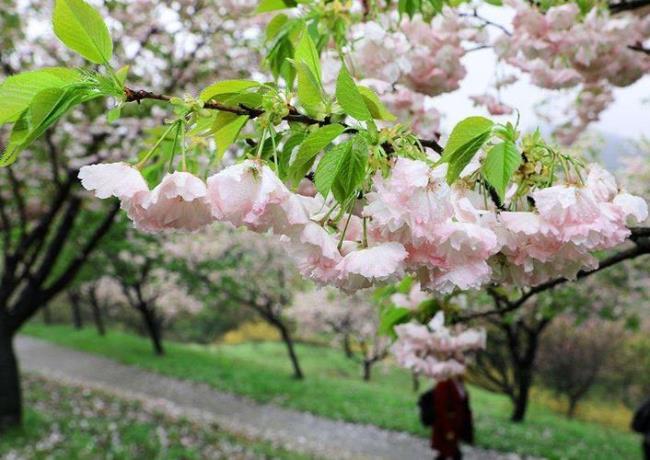 四月樱花文本分析