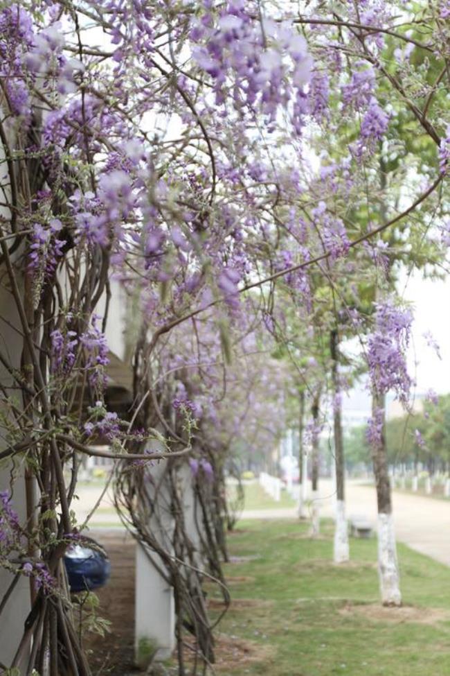 福大是什么大学