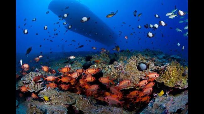 世界中有多少种海洋生物