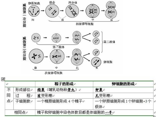 减数分裂前期特点