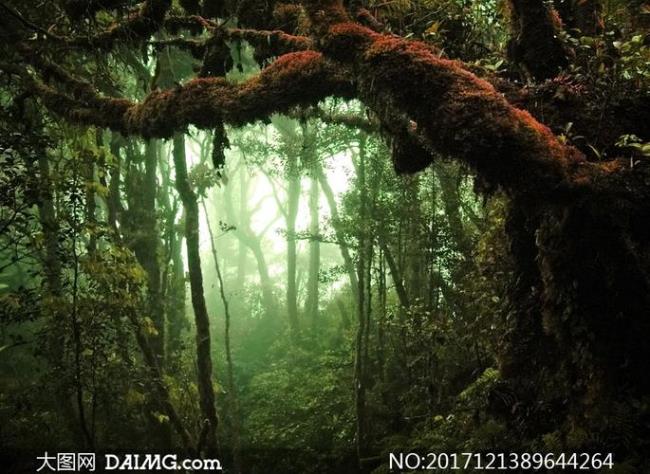 原始森林里面有哪些珍贵植物