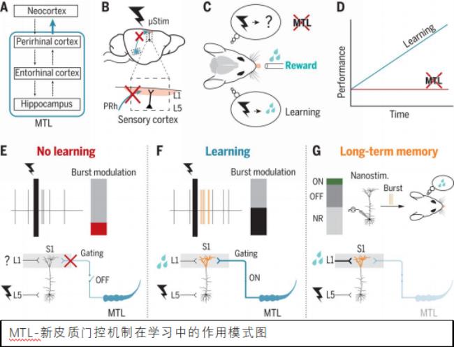 science怎么拆分联想记忆