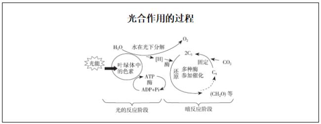 光合作用逆过程