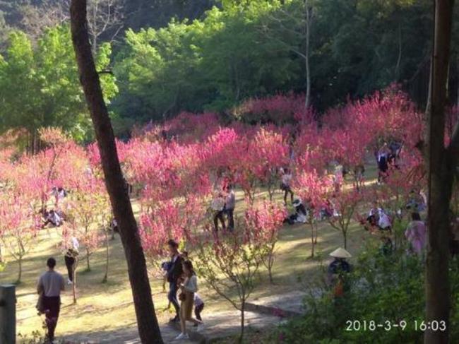 青秀山桃花什么时候开