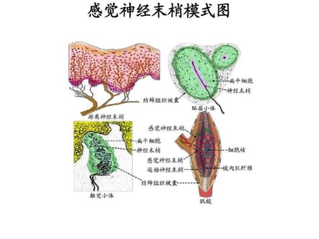 传入神经包括哪些