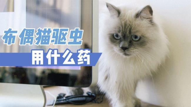 猫为什么要驱虫