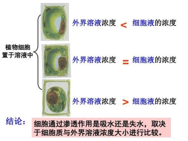 两栖类动物体液中各物质的浓度