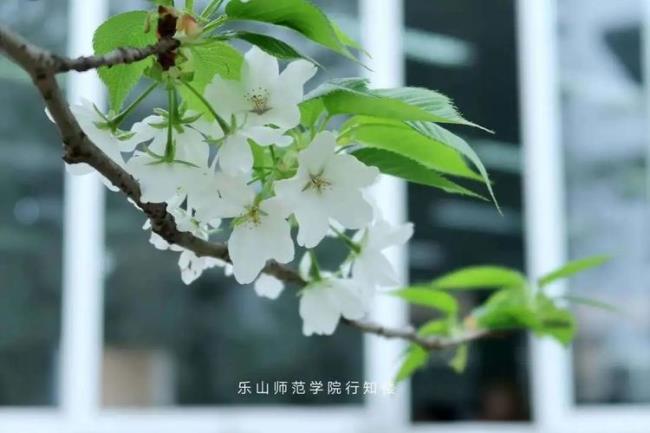 乐山师范学院图书馆开放时间