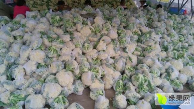12月份徐州地区可以种什么蔬菜