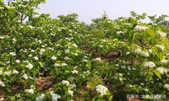 山东平原地区种植什么果树好