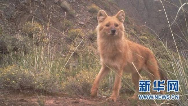 内蒙古野生动物有豺狼虎豹吗