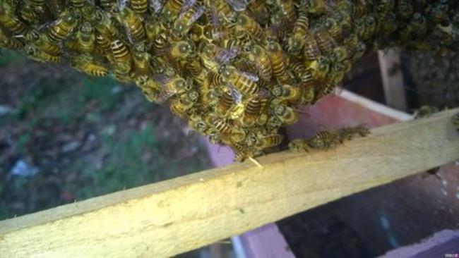 蜜蜂封盖过程