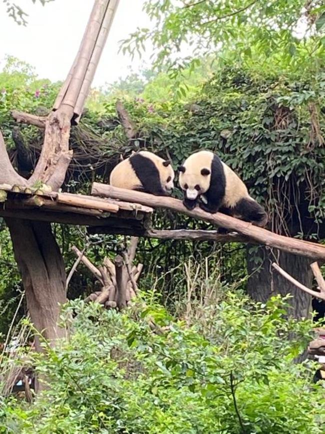 成都熊猫基地现在开放吗