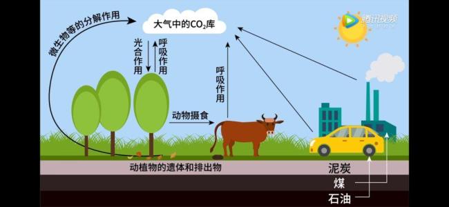 动植物间有物质循环吗