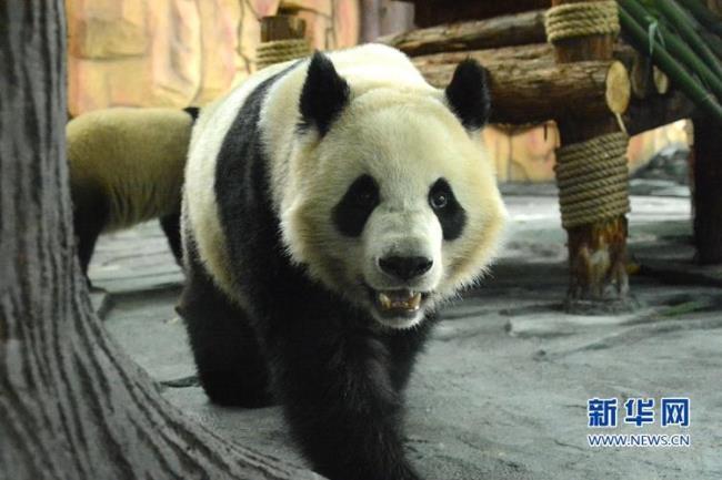 大熊猫发威有多猛