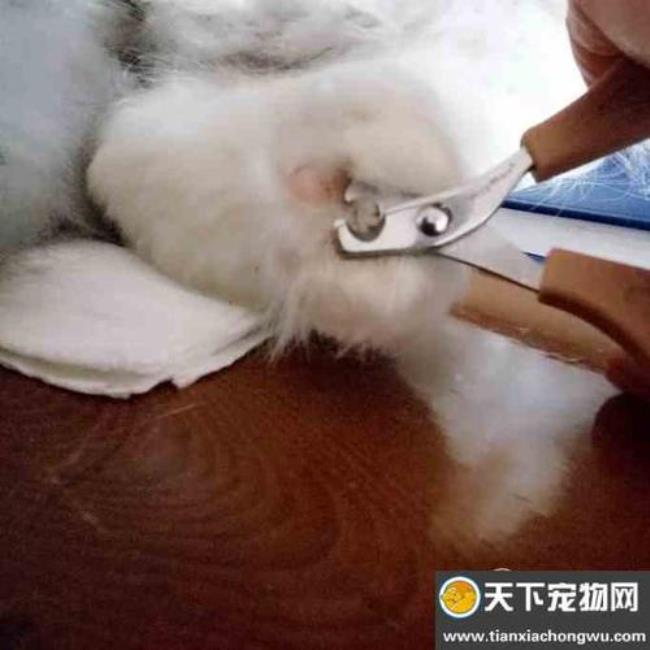 猫咪剪指甲左右剪还是上下剪