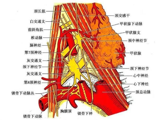 交感神经又叫什么名字