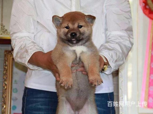 一个月大的柴犬能买吗