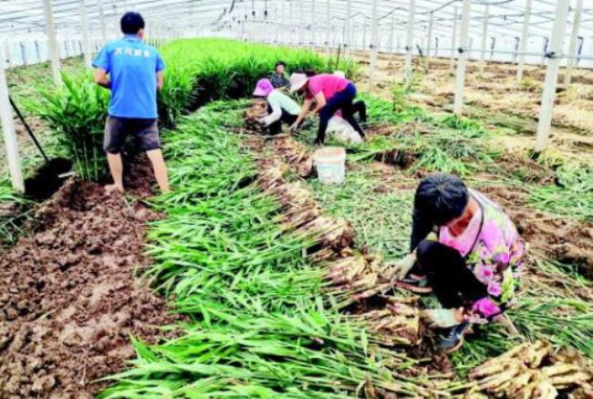 安丘生姜种植面积