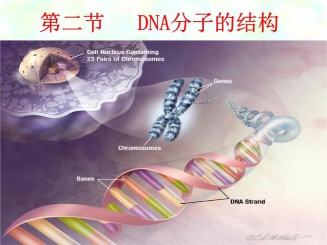 DNA分子结构是否有多样性