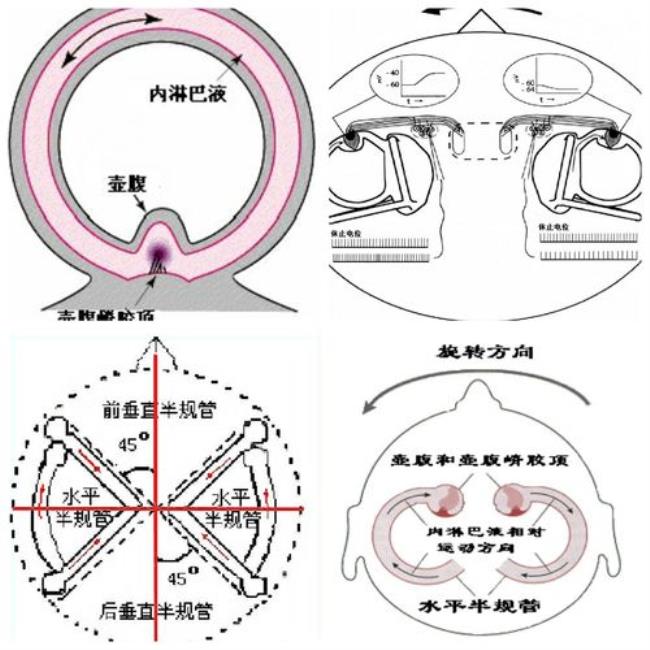 为什么说淋巴液都是向心流动的