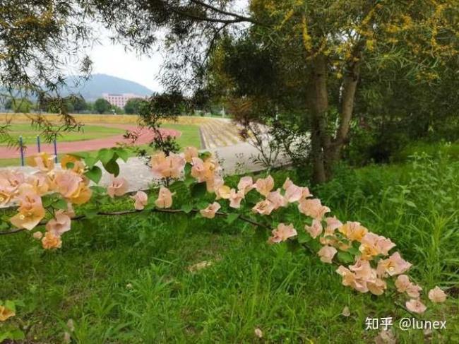 仰恩大学有医学院吗