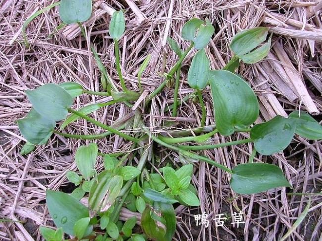 植物经络学有什么有趣的说法