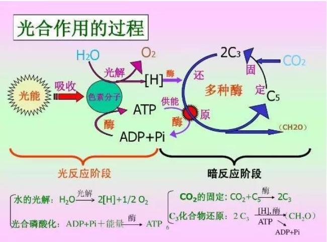 光合作用的途径是什么