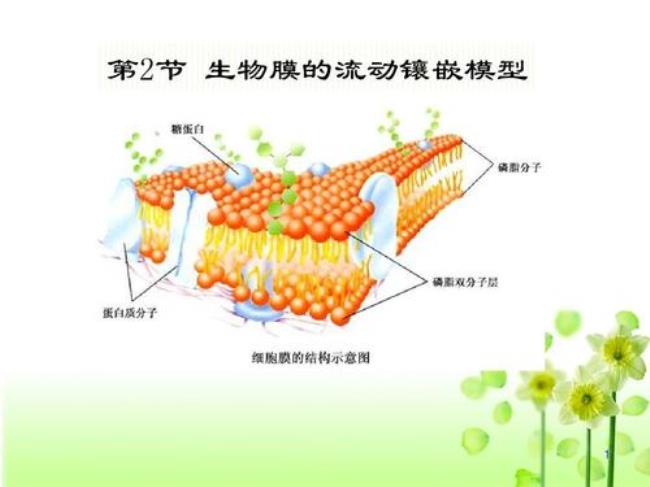 简述细胞膜的分子结构