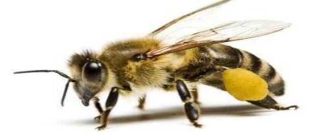 蜜蜂的口器属于什么口器