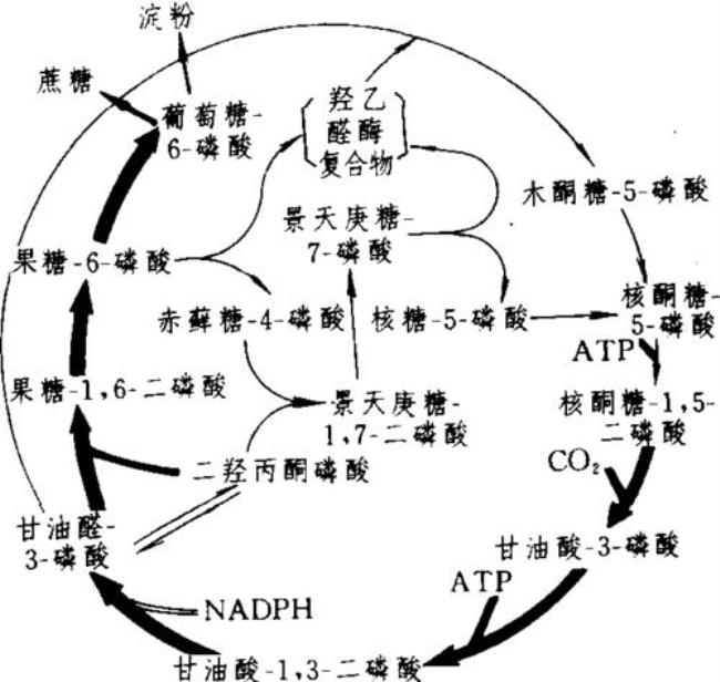 碳反应cam途径