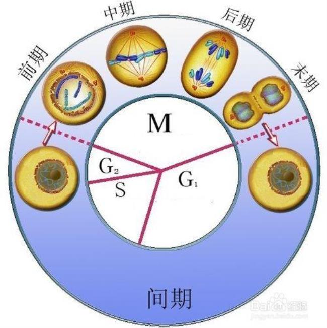 为什么真核生物没有衰减子