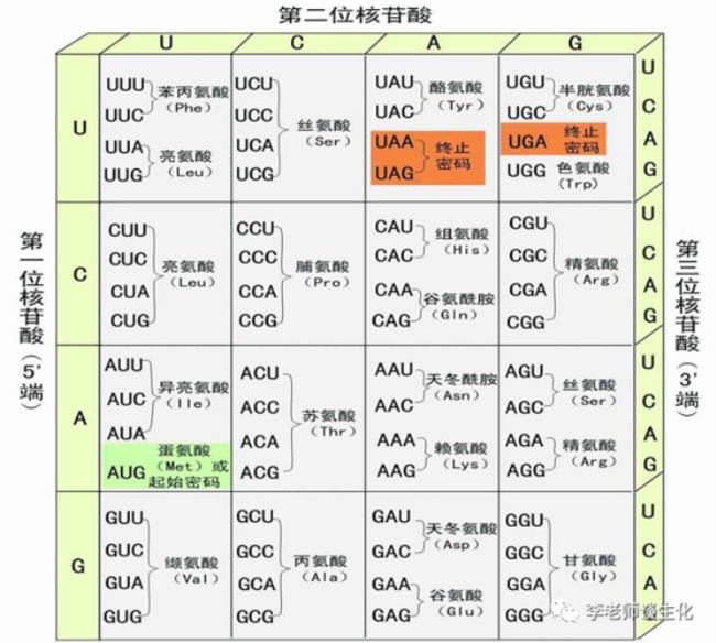 三联遗传密码的核心内容