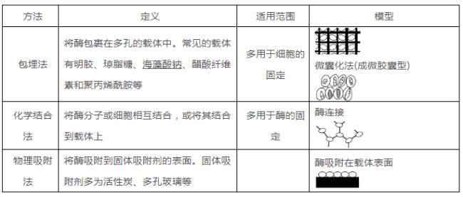 吸附法固定化酶直接是离子键吗