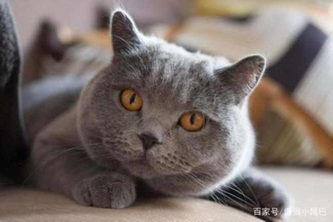 猫静情对猫咪有伤害吗