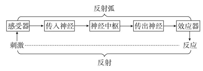 望梅止渴的反射弧