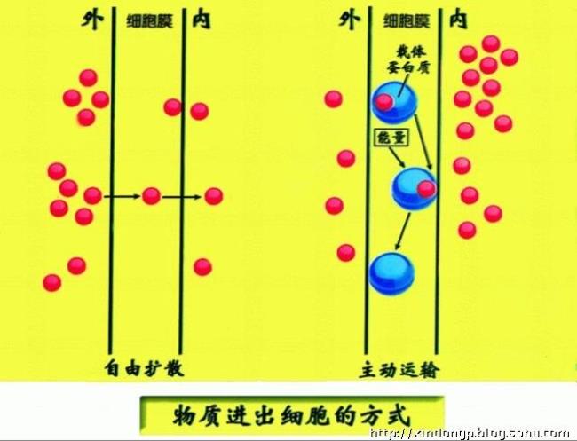 细胞膜是半透膜吗