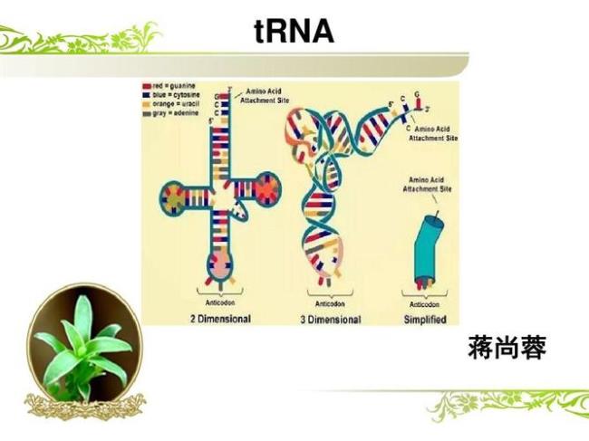 有多少种tRNA