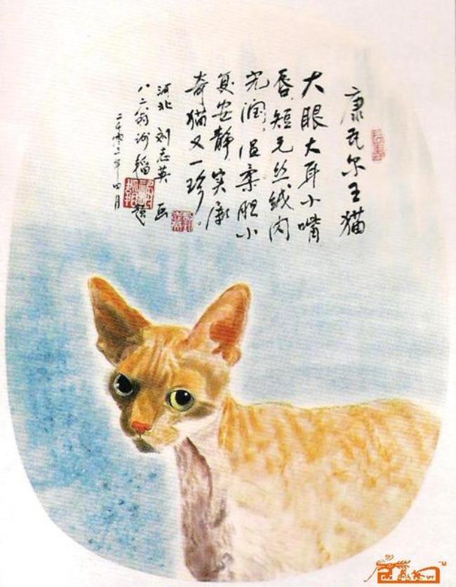 卷毛猫有哪些品种