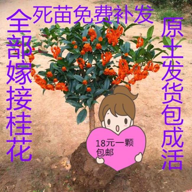 丹桂在珠三角地区能开花吗