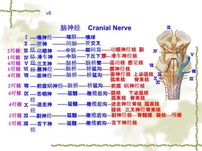 交感和副交感神经有什么区别